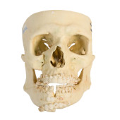 MODEL HUMAN SKULL<br>Model Hum