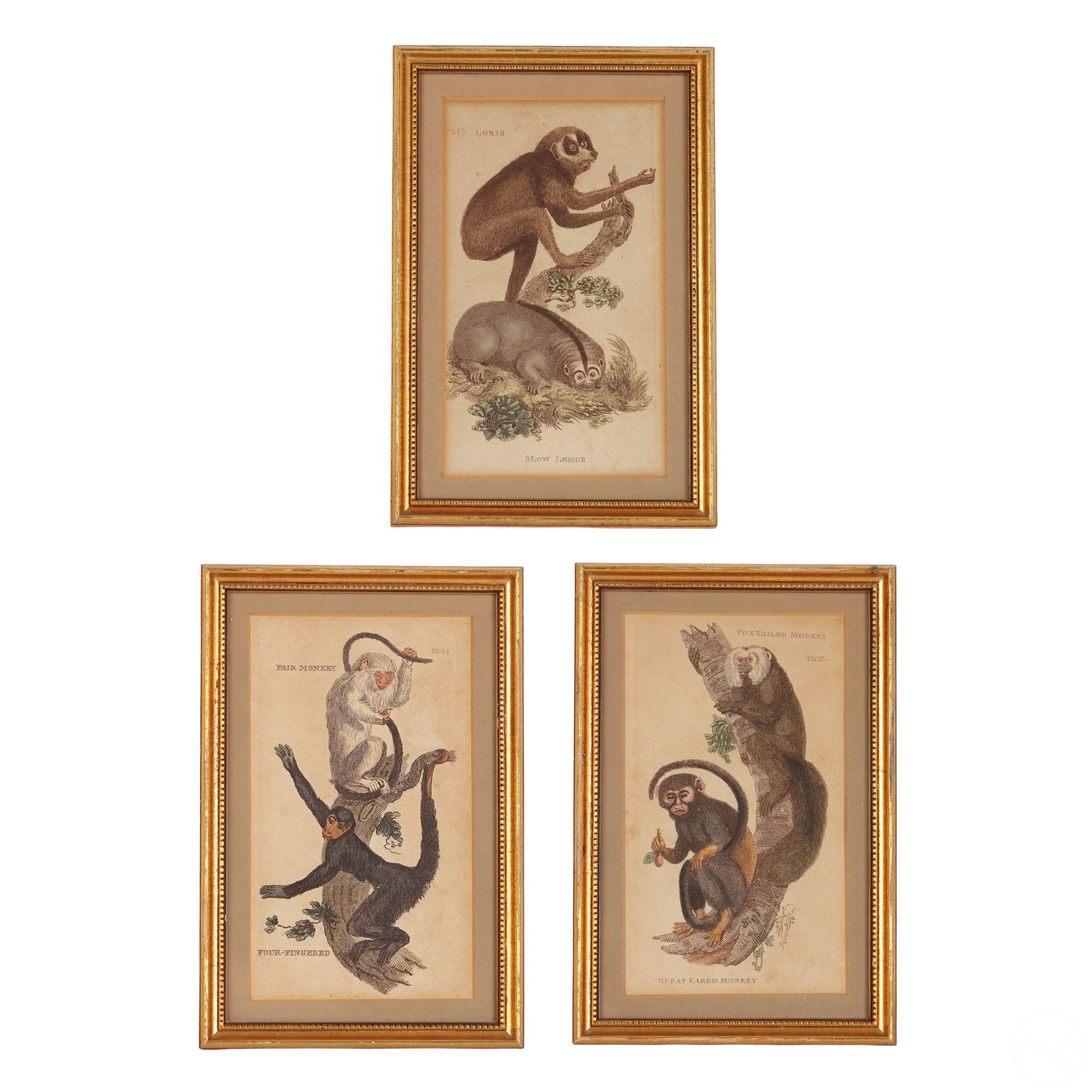 MONKEY ENGRAVINGS GROUP OF THREE