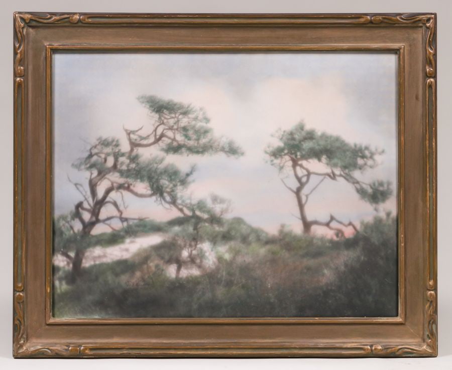 MONTEREY CYPRESS PAINTED PHOTO