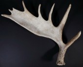 MOOSE ANTLER Large single moos