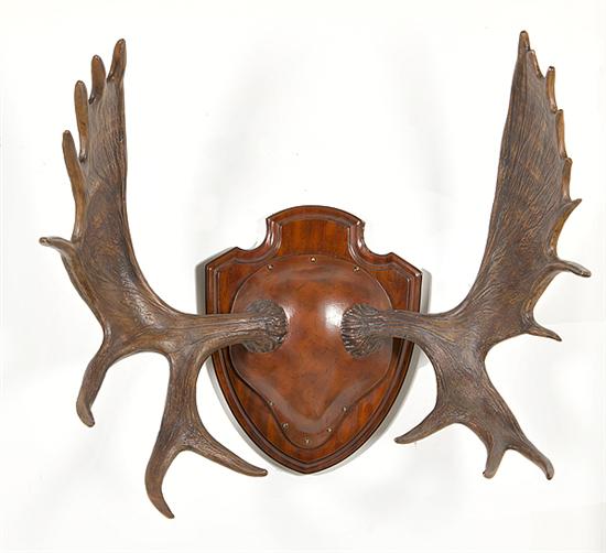 Moose antlers by Maitland-Smith