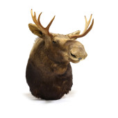 MOOSE SHOULDER MOUNT TAXIDERMY