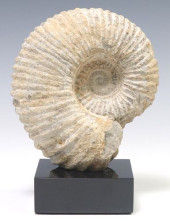 MOROCCAN AMMONITE FOSSIL ON BL