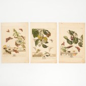 MOSES HARRIS, (3) ENGRAVINGS F