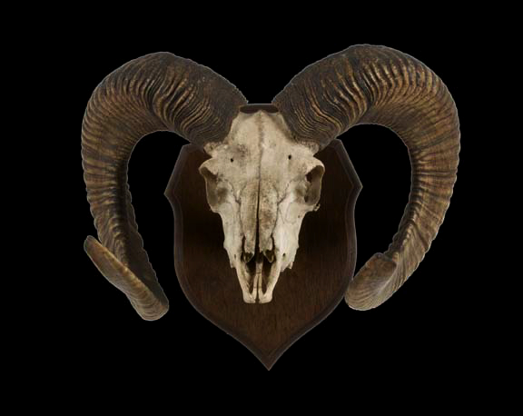 Mounted Big-Horn Sheep Trophy, 