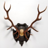 MOUNTED BLACK FOREST STAG 12-P