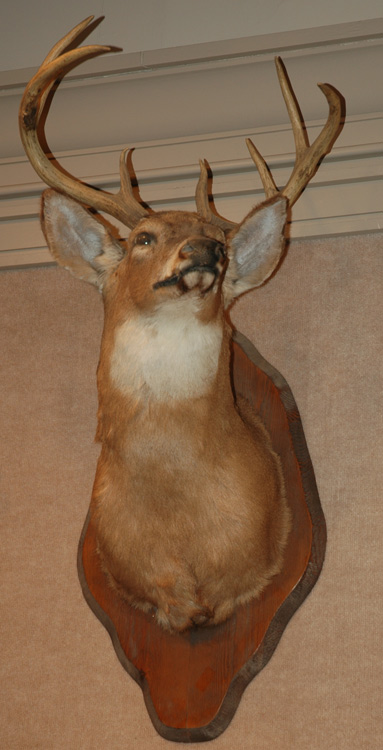 Mounted Deer Head Trophy 