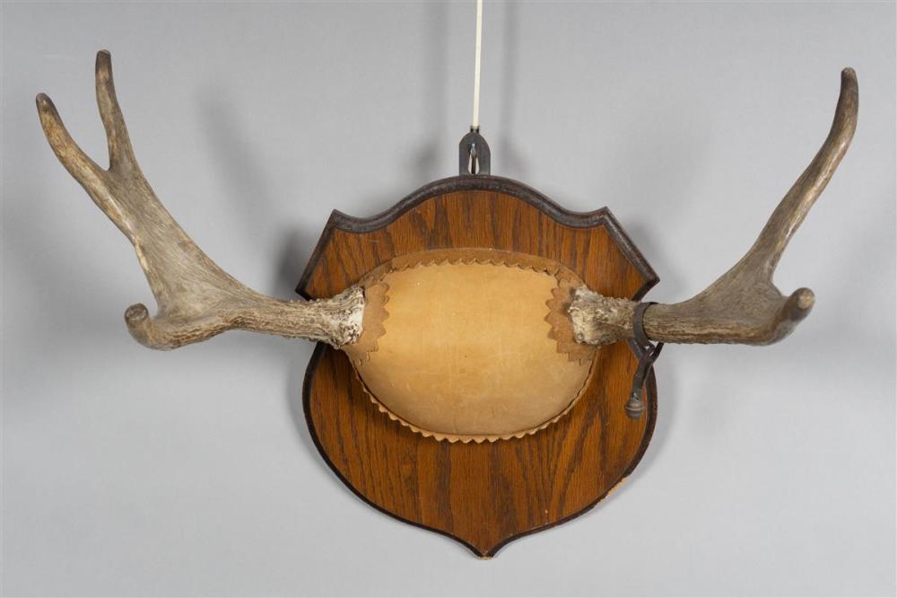 MOUNTED JUVENILE MOOSE ANTLERS, 5