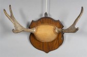 MOUNTED JUVENILE MOOSE ANTLERS