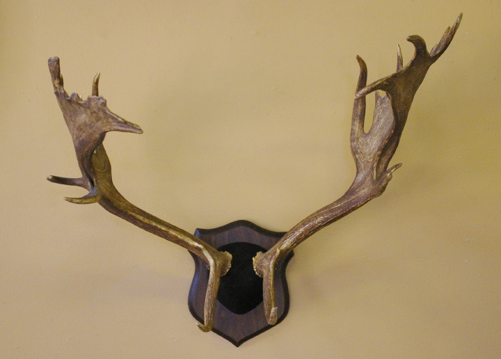 Mounted Pair of Elk Antlers, 