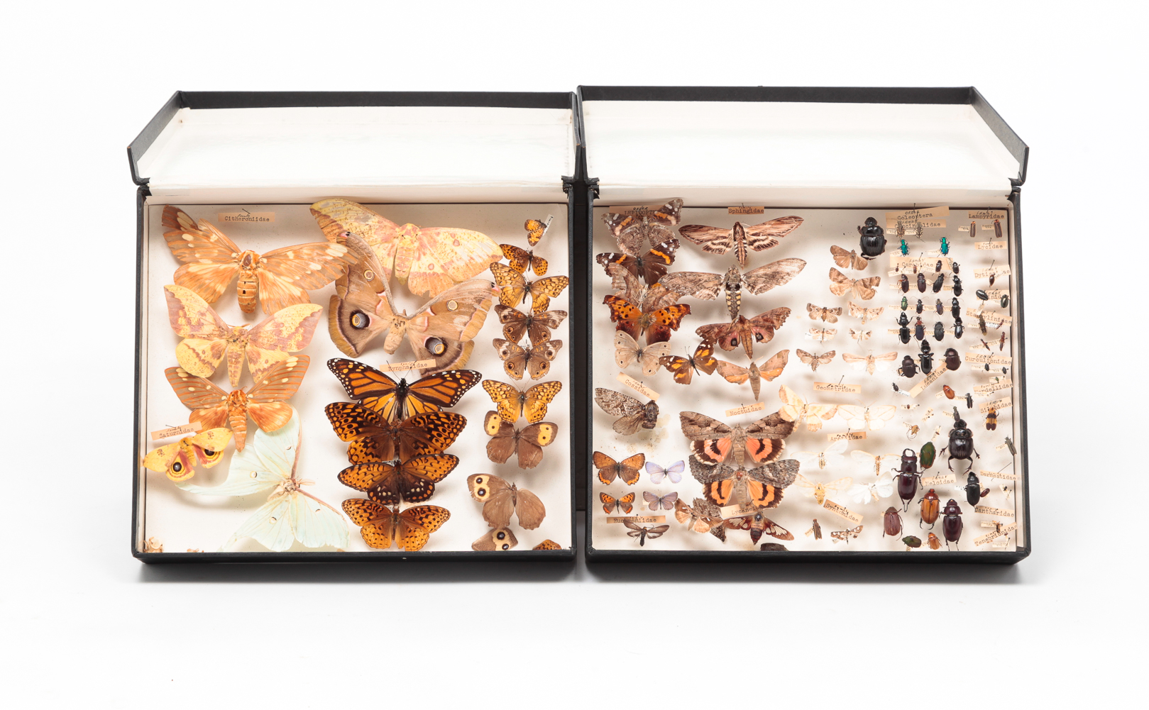 MOUNTED SPECIMENS. Including