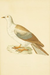 MOURNING DOVE BY BLANCHARD Lar