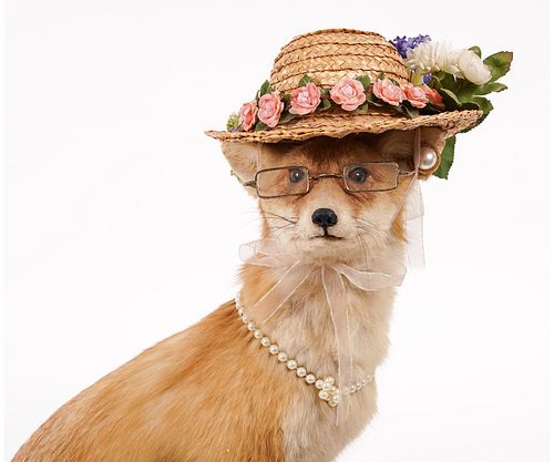 MS. FOXIE TAXIDERMYFox taxidermy