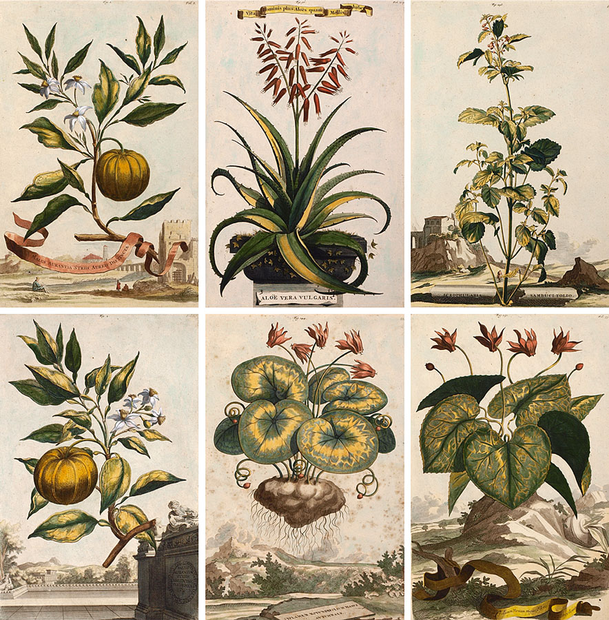 MUNTING Abraham (German 1626-1683):