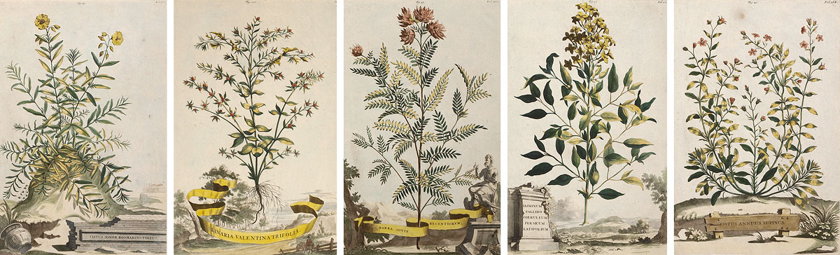 MUNTING Abraham (German 1626-1683):