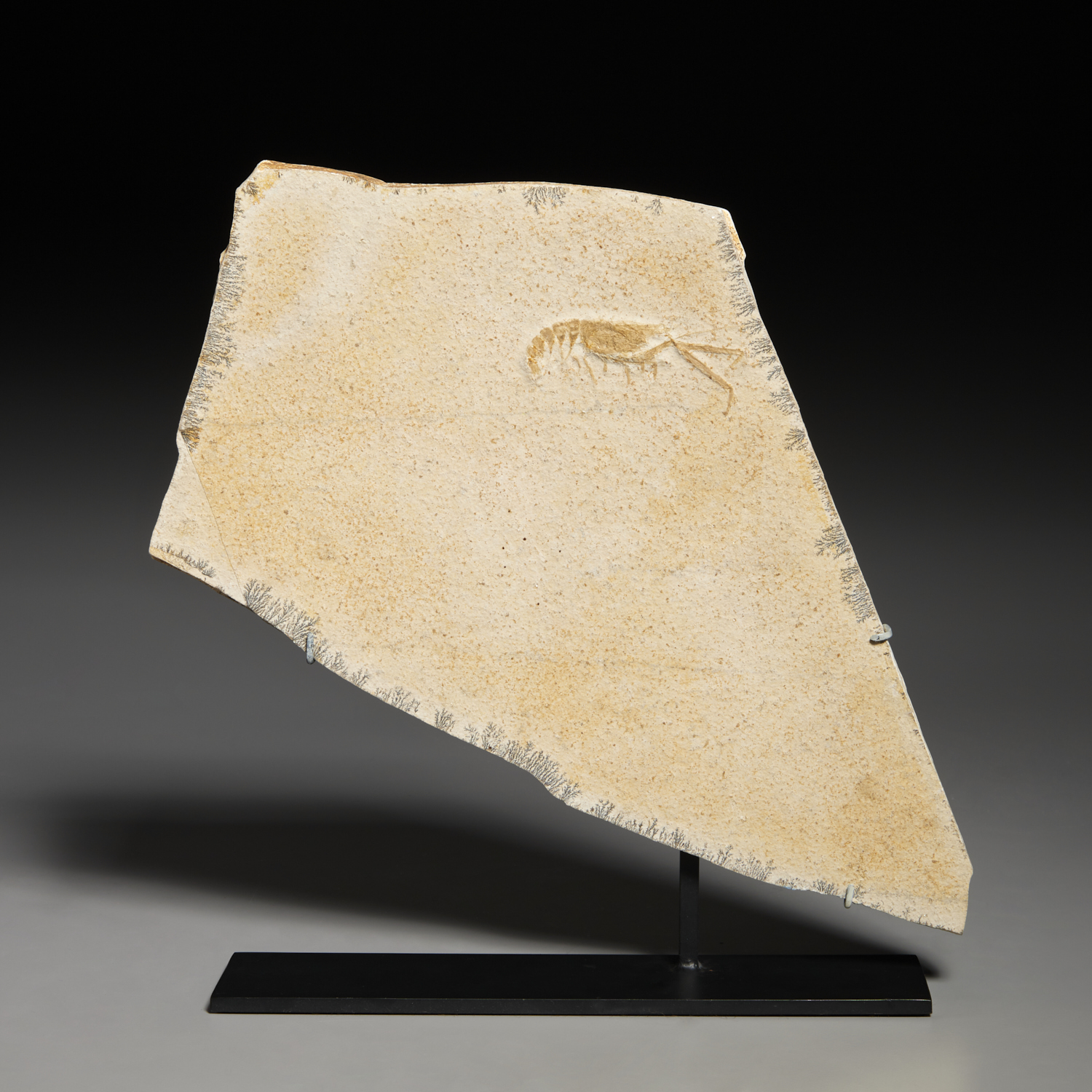 MUSEUM MOUNTED FOSSIL CRAYFISH IN