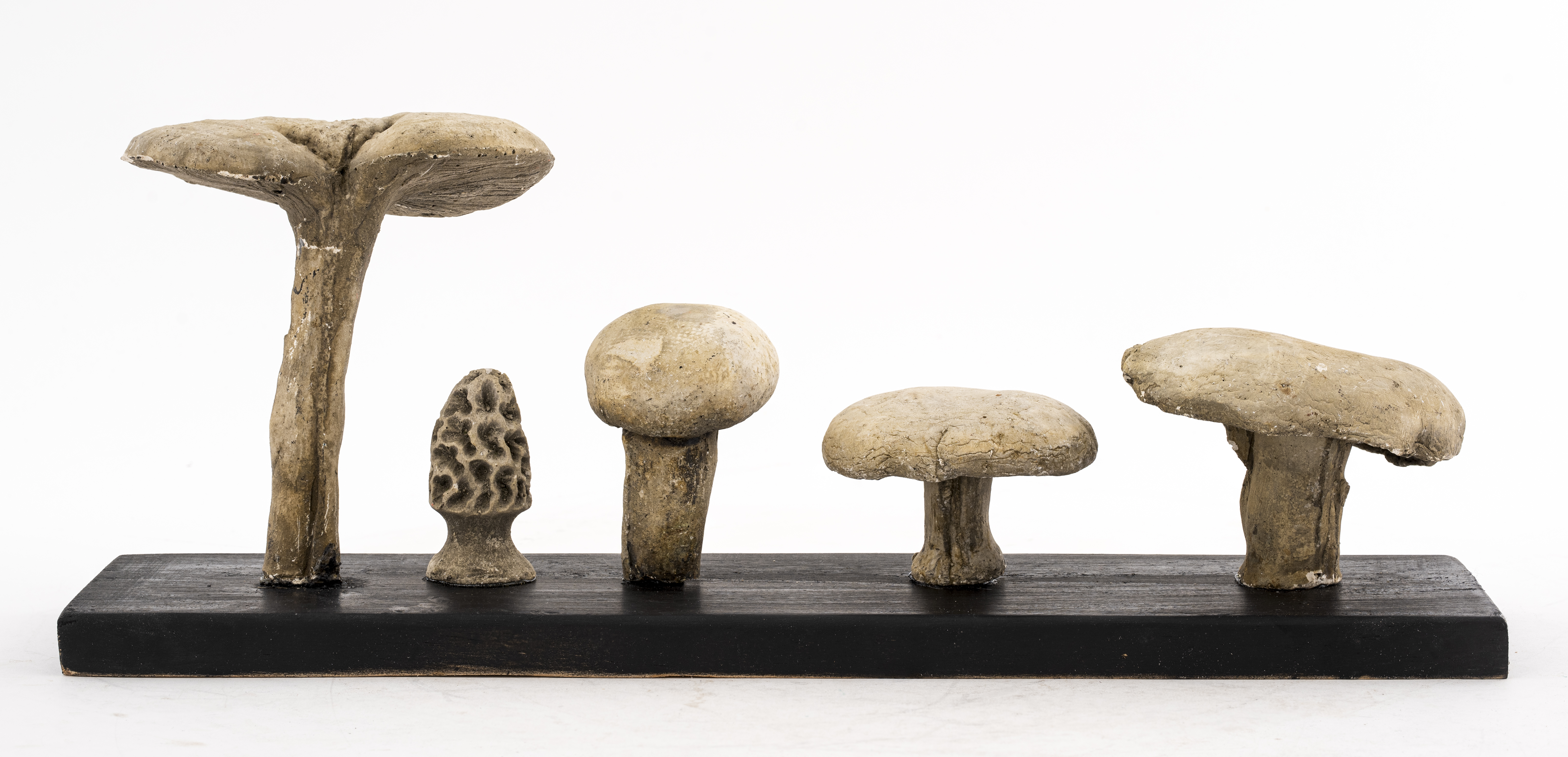 MUSHROOM SPECIMENS, 6. PCS.