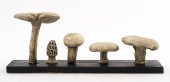 MUSHROOM SPECIMENS, 6. PCS. Mu