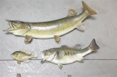 MUSKIE  BASS  AND BLUEGILL MOU