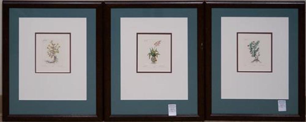 MYRTLE, RED SQUILL AND SCAMMORY,