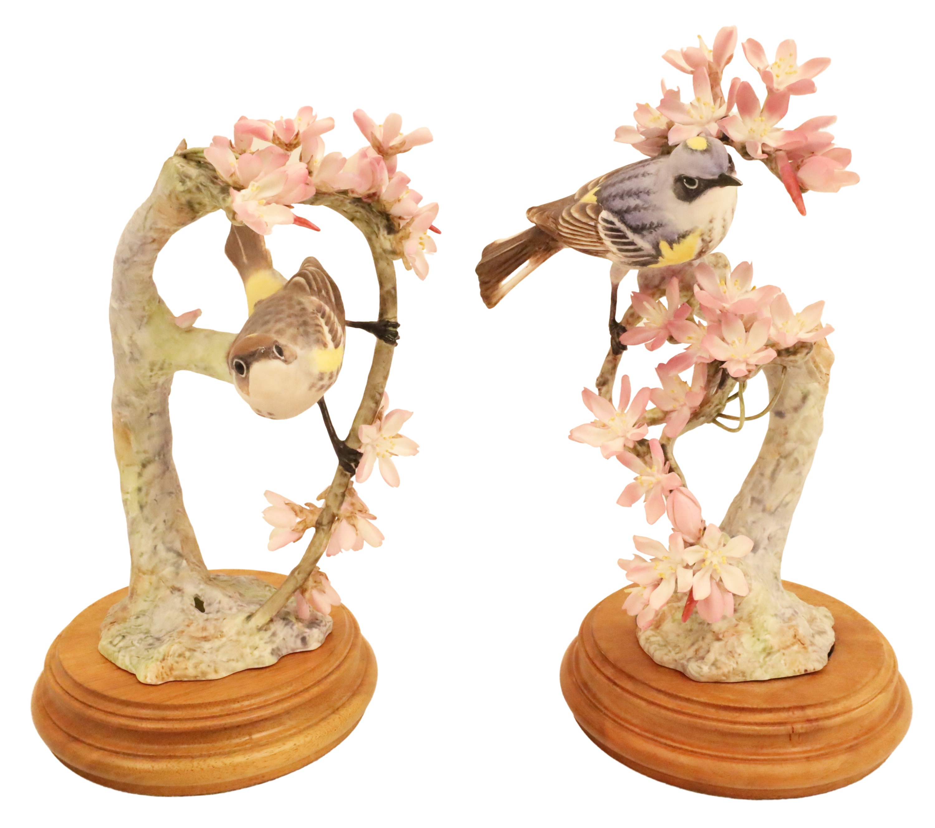 MYRTLE WARBLERS BY DOROTHY