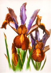 N. Duane Lott 'Iris Flowers' F