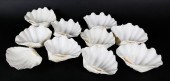 NATURAL CLAM SHELL BOWLSNatura