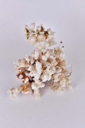 NATURAL CORAL AND GLASS TABLE