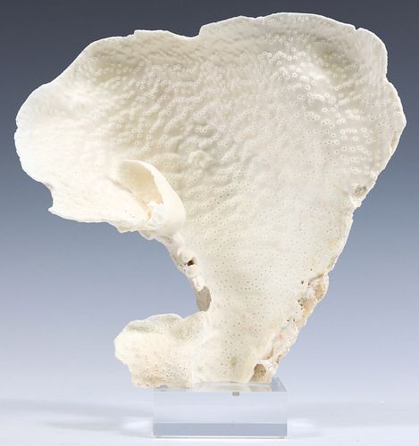 NATURAL CUP CORAL SPECIMEN ON