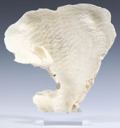 NATURAL CUP CORAL SPECIMEN ON