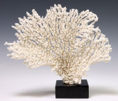 NATURAL FAN CORAL SPECIMEN ON