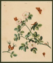 NATURAL HISTORY PRINTS OF INSE