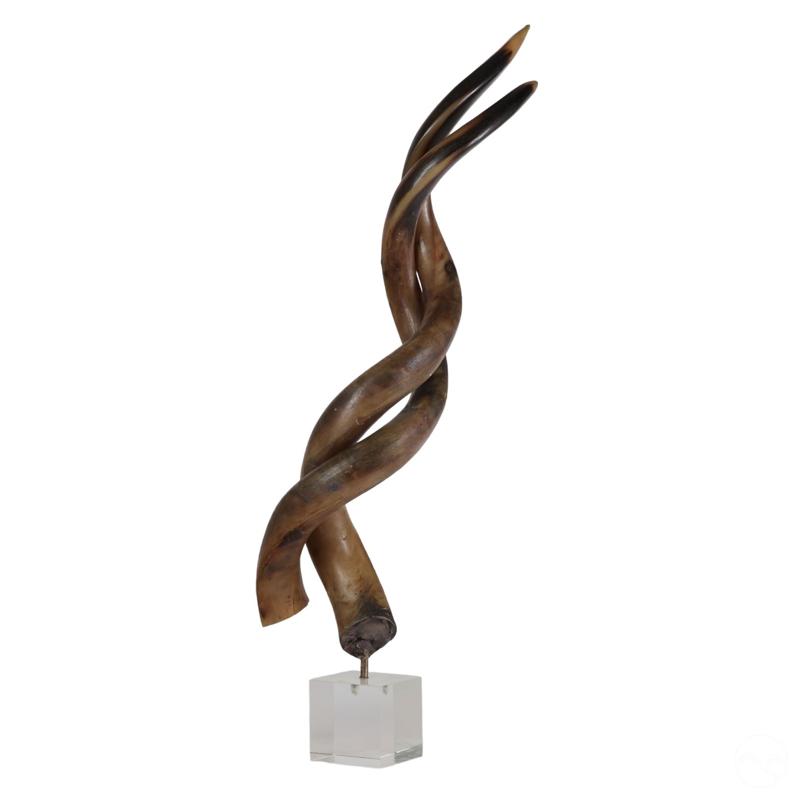 NATURAL MOUNTED KUDU OR ANTELOPE