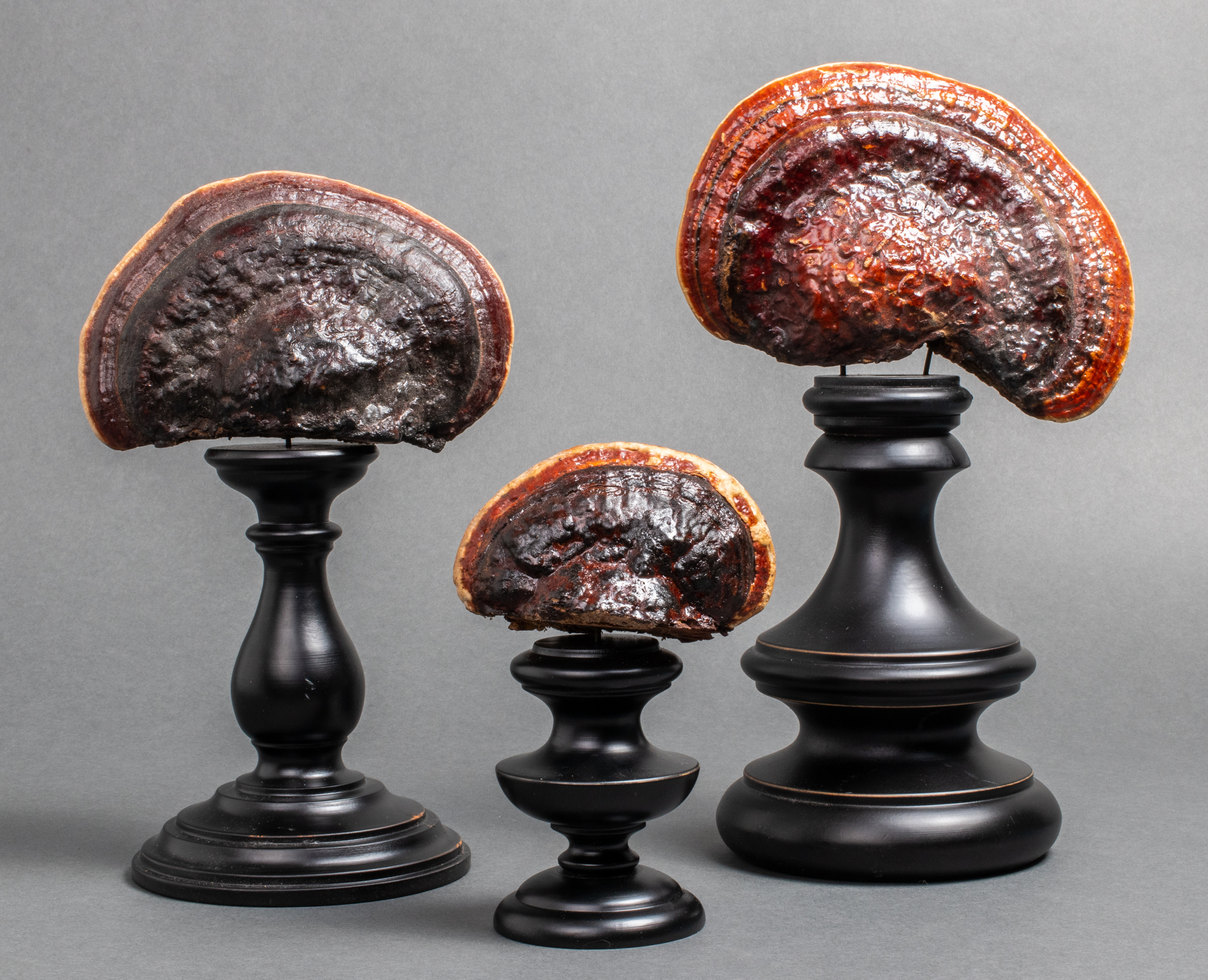 NATURAL MUSHROOM SPECIMENS, GROUP