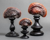 NATURAL MUSHROOM SPECIMENS, GR