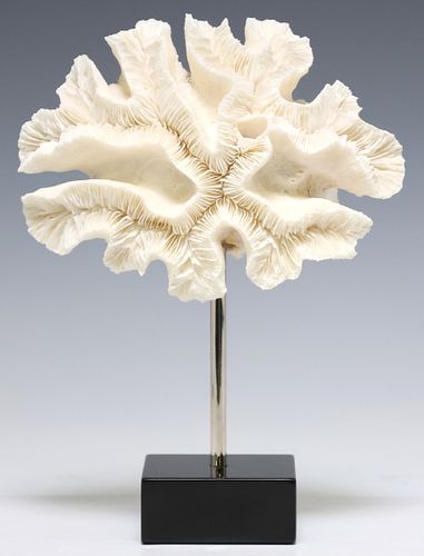 NATURAL OPEN BRAIN CORAL SPECIMEN