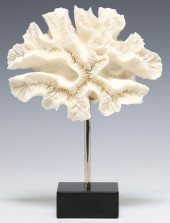 NATURAL OPEN BRAIN CORAL SPECI