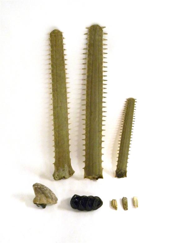 Natural Science items: large