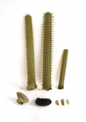 Natural Science items: large f