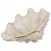 NATURAL SHELL (TRIDACNA GIGAS)