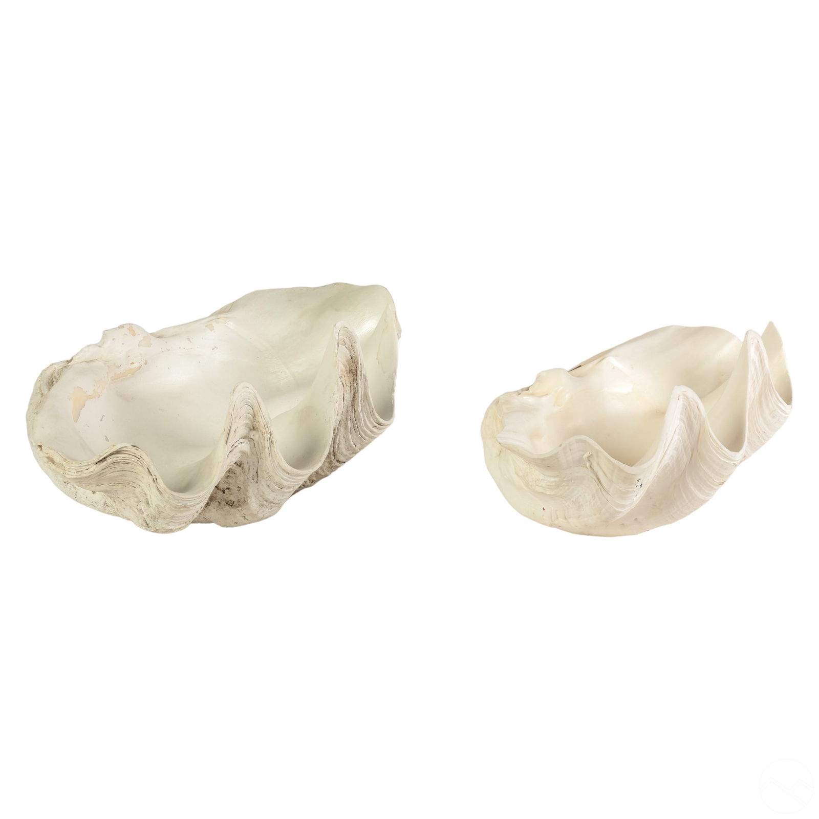 NATURAL TRIDACNA GIGAS CLAM