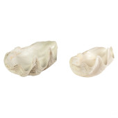 NATURAL TRIDACNA GIGAS CLAM MA