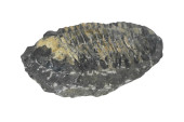 NATURAL TRILOBITE 7 INCH FOSSI
