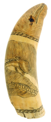 NAUTICAL: SCRIMSHAW TOOTH, 19T