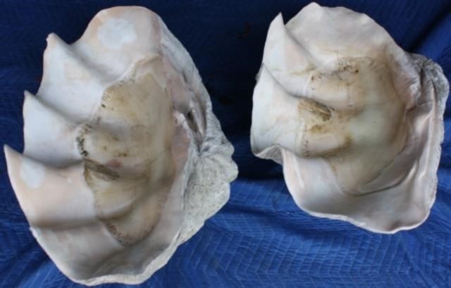 NEAR PAIR OF GIANT NATURAL CLAM