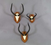 Near-Pair of Mounted Specimen