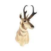 NEW MEXICO PRONGHORN ANTELOPE