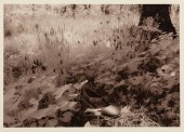 NEW ORLEANS PHOTOGRAPHY FELLOW