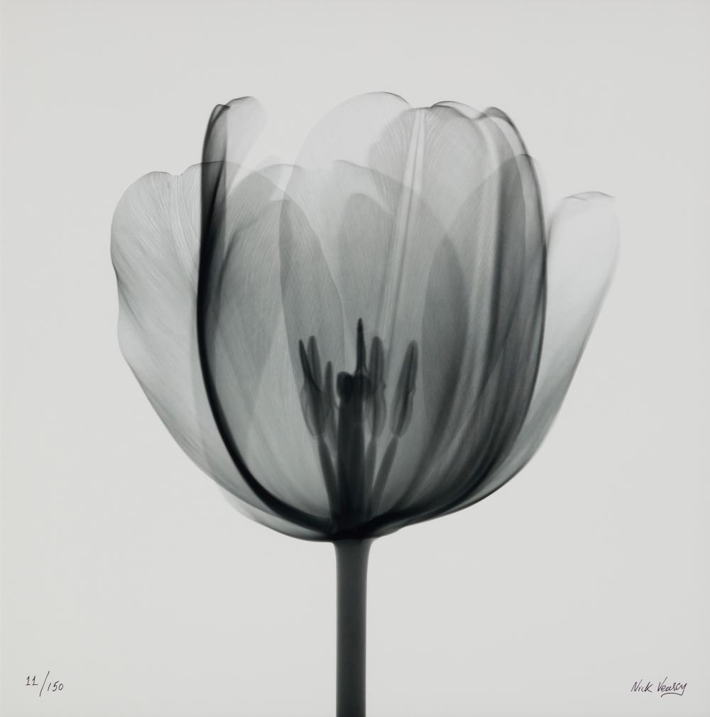 NICK VEASEY (B. 1962), "TULIP