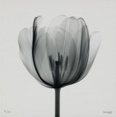 NICK VEASEY (B. 1962), "TULIP